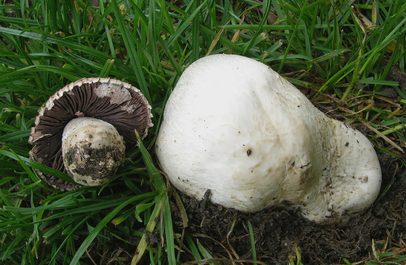 Agaricus da determinare.